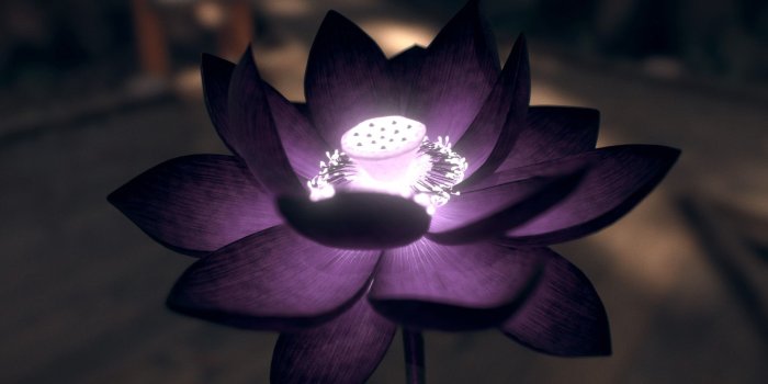 1920x1145 black lotus flower (1920*1145) : wallpapers