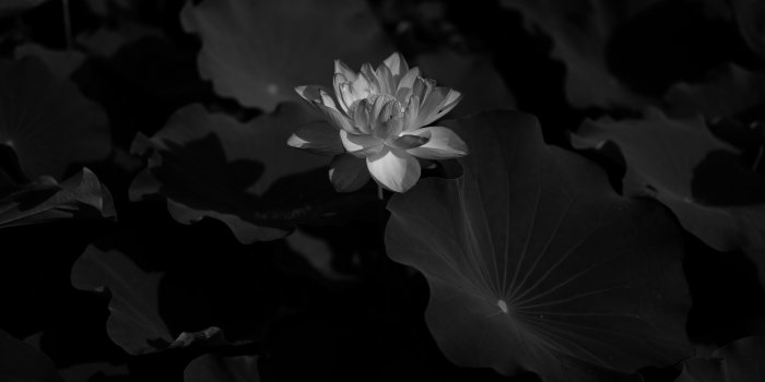 3840x2400 Download wallpaper 3840x2400 lotus, water lily, bw, flower, dark