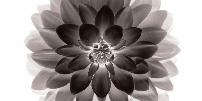 1080x1920 Apple Black Lotus iOS8 Flower wallpaper – Cool backgrounds