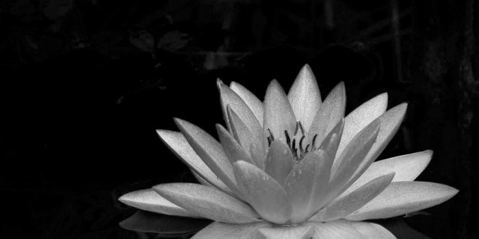 1000x800 Black Lotus Flower Wallpapers Background Free Download > SubWallpaper