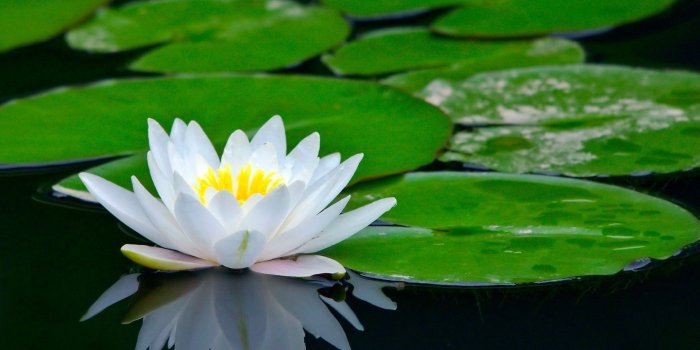 1920x1200 black-lotus-flower-wallpaper-desktop-background-For-Widescreen