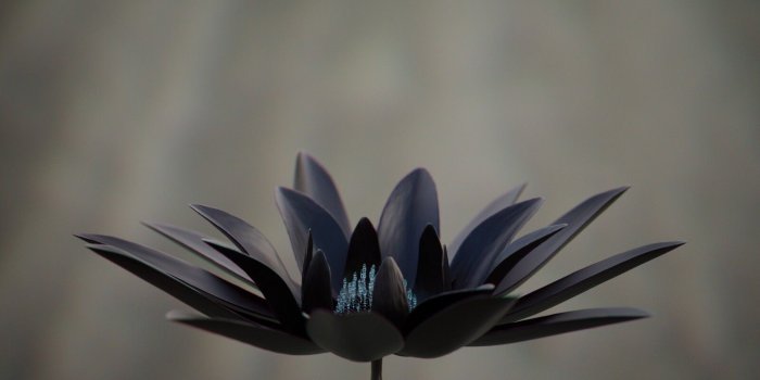 1600x900 ArtStation - Black Lotus, Andreas Vourdoumpas