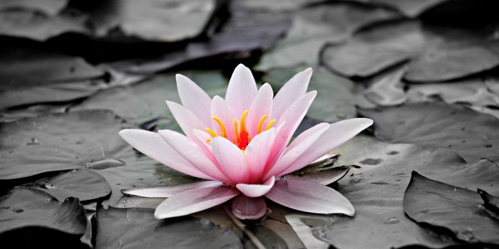 5184x3456 Black Lotus Flower Wallpaper For Android - Pink Water Lily, Hd