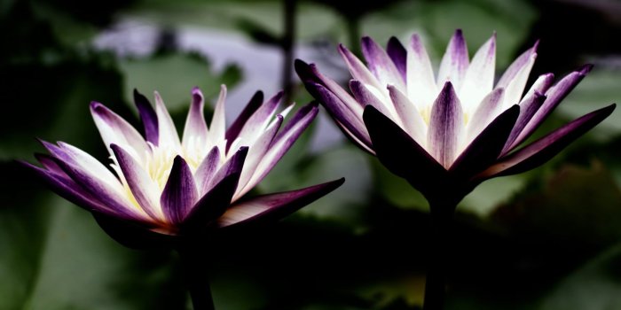 1600x900 Black Lotus Reiki