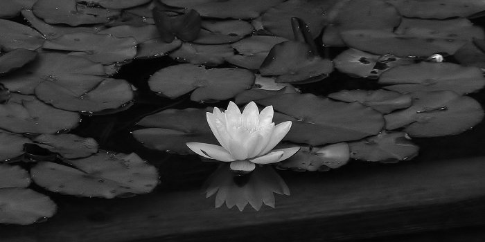 2016x1512 Download Black Lotus Flower Background For Widescreen Wallpaper