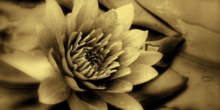 1920x1200 Black Lotus Flower Wallpaper Phone For Widescreen - Sepia Flowers