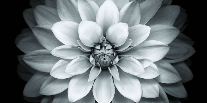 1080x1920 iPhone Lotus Wallpapers - Top Free iPhone Lotus Backgrounds