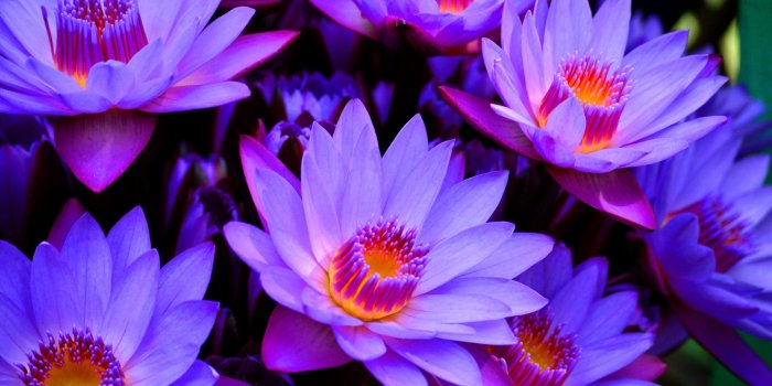 2560x1600 Black Lotus Flower Wallpapers 1080p Free Download | Lotus flower
