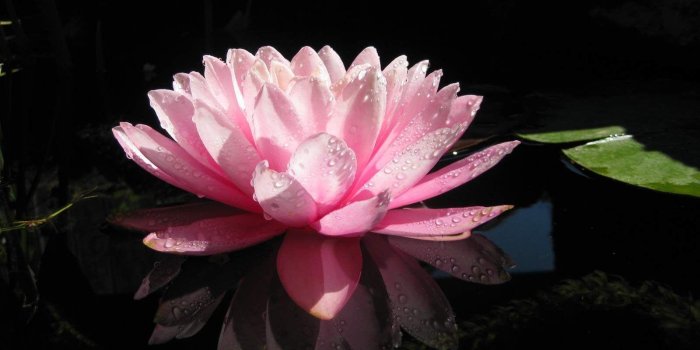 1600x1200 Lotus Flowers Wallpapers
