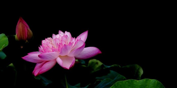 1332x850 Wallpaper minimalism, Lotus, black background images for desktop