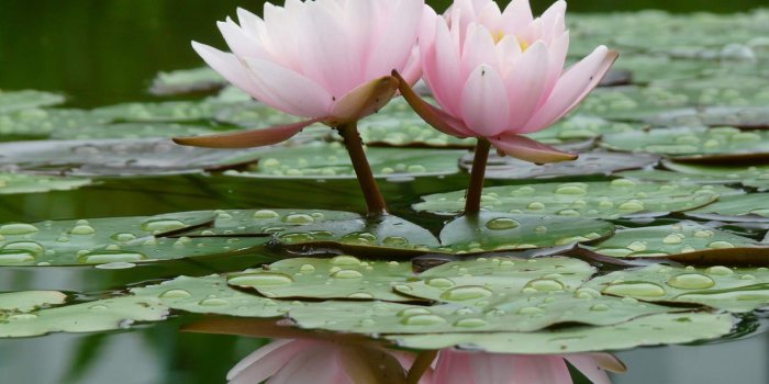 1920x1200 Black Lotus Flower Wallpaper For Iphone Free Download > SubWallpaper