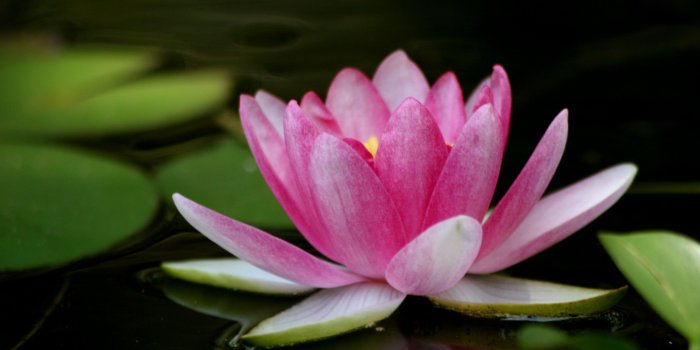 3504x2336 Lotus Flower Desktop Wallpaper | Lotus Flower Pictures | Cool