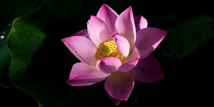 1332x850 Wallpaper flower, leaves, light, flowers, bright, pink, shadow