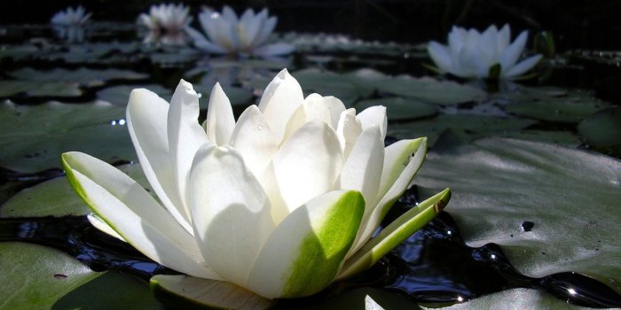 1920x1200 Black Lotus Car Wallpaper #6912680