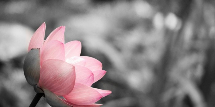 1920x1200 Lotus on Black and White – Loch Ness Water Gardens