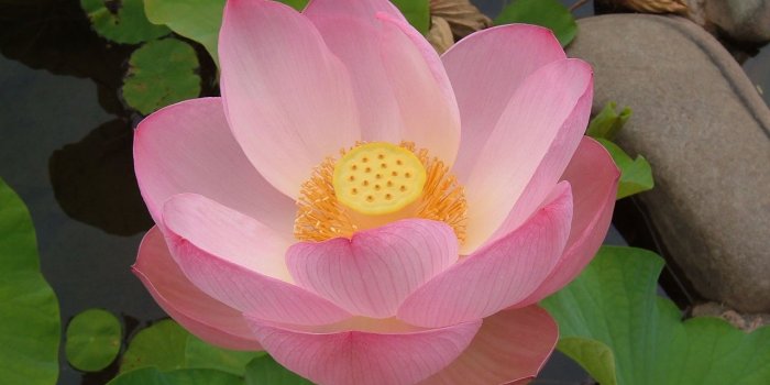 1280x960 Free download top wallpaper PC wallpaper Lotus Flower Black Lotus