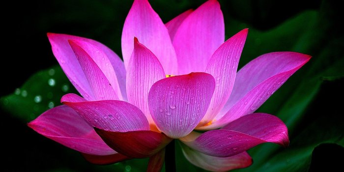 1680x1050 Green Tapet Flower Pink Black Lotus Wallpaper Macbook - Lotus