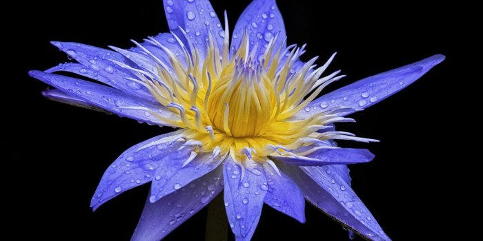 1344x1024 Photos blue Lotus Drops flower Nelumbo Closeup Black background