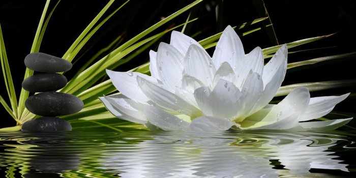 1920x1200 Lotus Flower Background Wallpaper (65+ images)