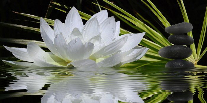 1920x1530 Flowers-Petsprin-Black-Lotus-Flower-1080p-wallpaper-wp3805385
