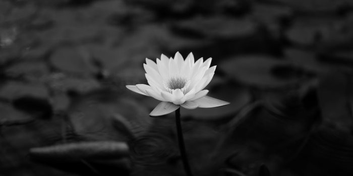 3840x2160 Download wallpaper 3840x2160 lotus, water lily, bw, leaves 4k uhd
