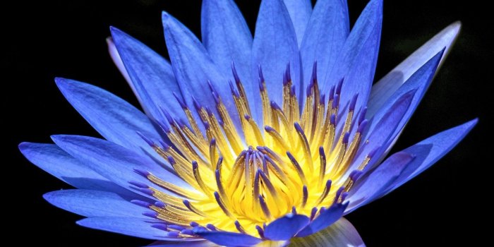 1440x2560 Wallpaper Water Lily, Blue flower, Black background, 4K, 5K