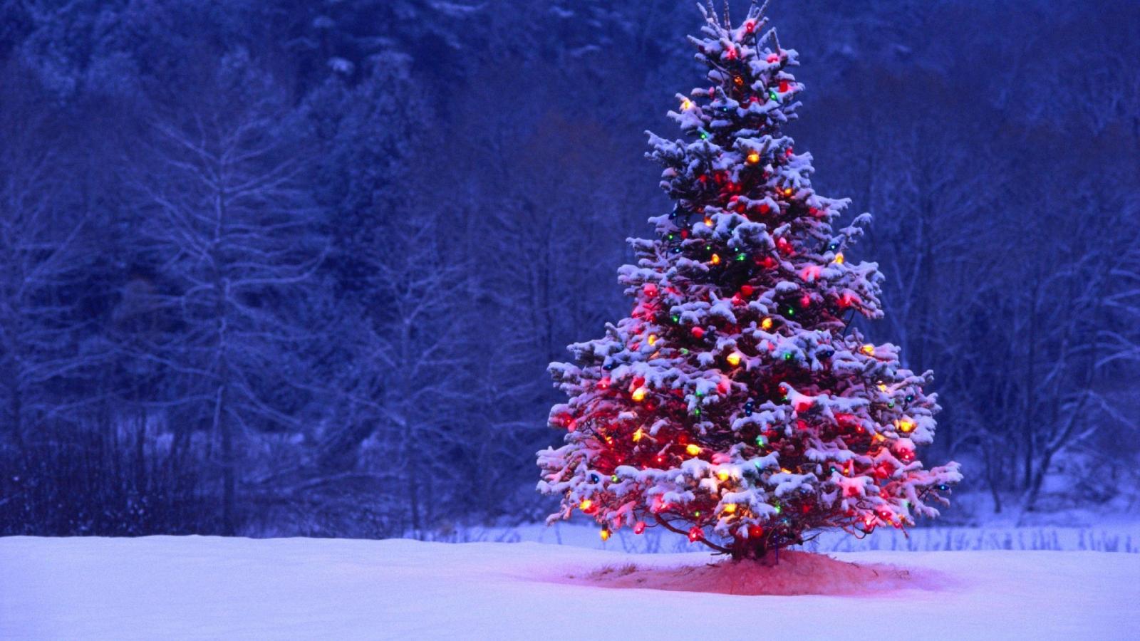 2560x1440 Christmas Forest Wallpapers - Top Free Christmas Forest