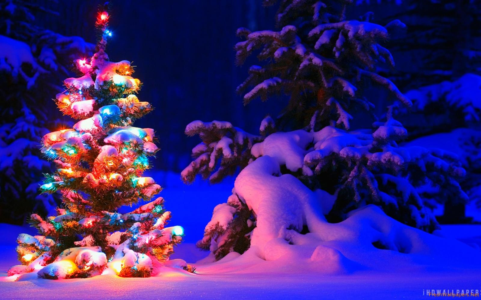 2560x1600 Snow And Lights On Christmas Tree Wallpaper - Christmas Desktop