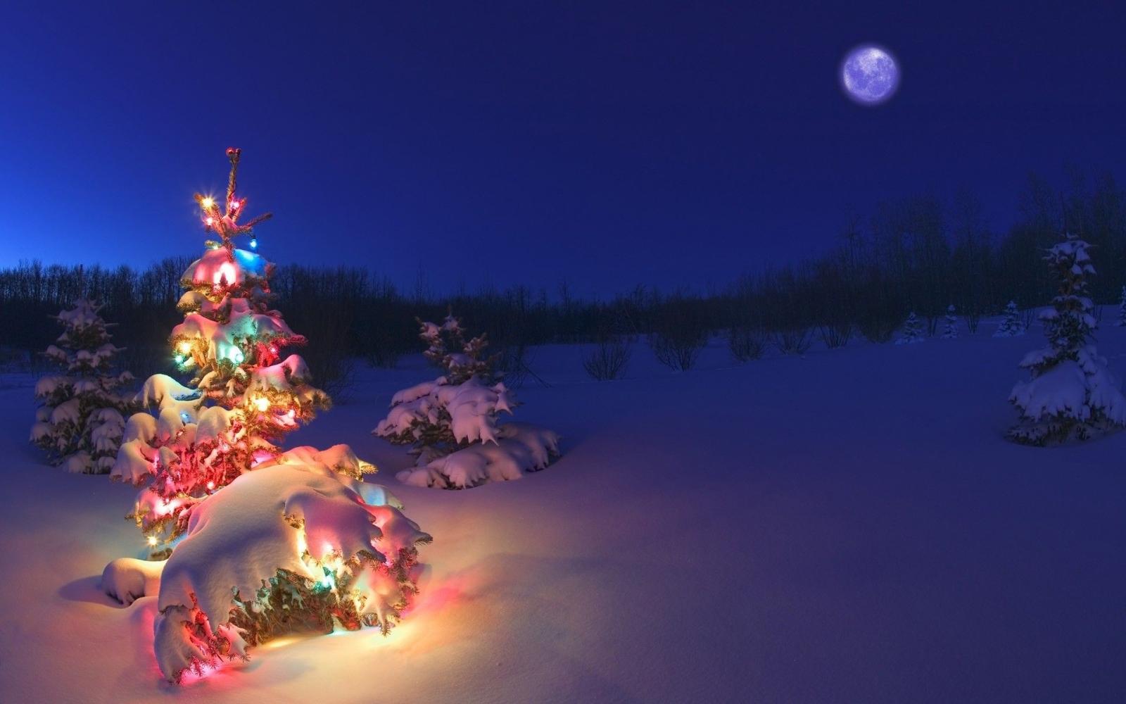 1920x1200 Christmas Tree Snow Wallpaper (73+ images)