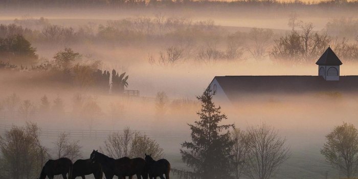 1680x1050 Desktop wallpapers Early morning fog on a Kentucky horse farm