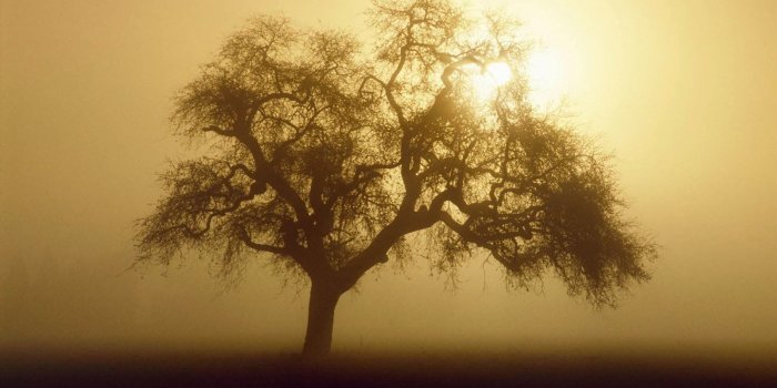 1600x1000 Free download Tag Early Morning Fog Wallpapers Backgrounds
