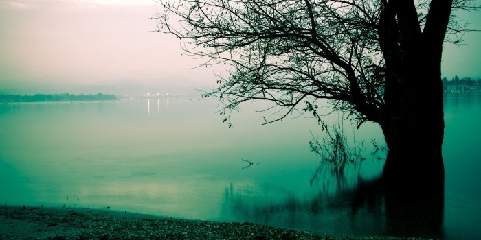 1920x1200 Early Morning Fog Lake And Tree Wallpapers - 1920x1200 - 861255