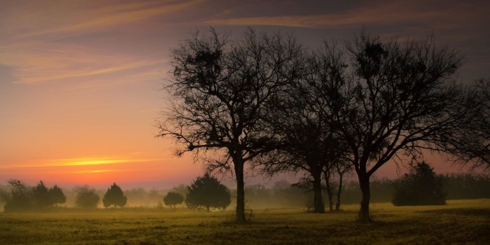 2560x1440 Download wallpaper 2560x1440 morning, sky, trees, dawn, early, fog