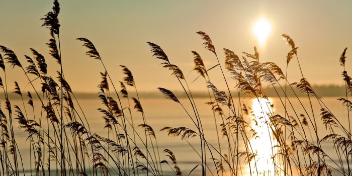 2560x1600 The early morning riparian sunrise scenery, reed, fog, river