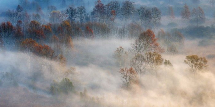 1300x898 Trees In The Early Morning Fog Wall Paper Mural | Buy at EuroPosters