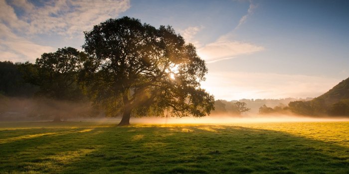 1920x1080 sunrise, landscapes, nature, trees, grass, fog, Soft light, early