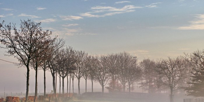 1920x1440 Row of trees in the early morning fog 1920x1440 Wallpaper
