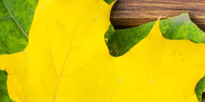 1242x2688 Yellow and green maple leaf, bench 1242x2688 iPhone 11 Pro/XS Max