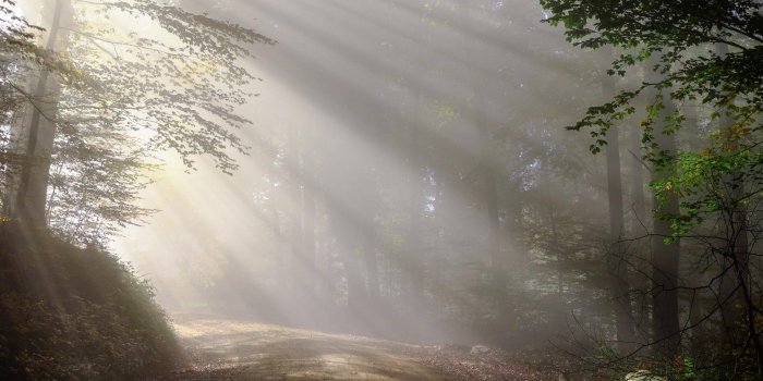 3840x2775 Foggy Forest Wallpaper Nature HD Free Download