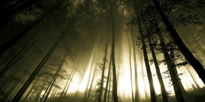 1920x1200 Free Wallpaper - Free Nature wallpaper - Early morning fog