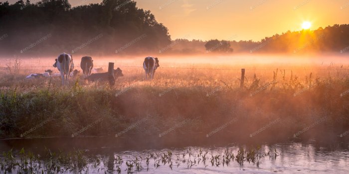 1600x1000 Cows in the field in early morning fog photo by CreativeNature_nl on