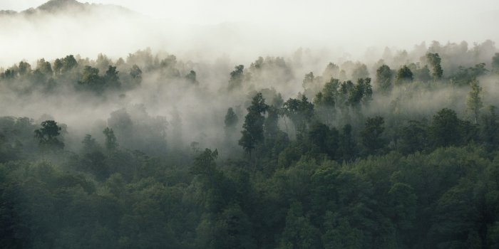 3008x2000 5377703 3008x2000 #tree, #meadow, #misty forest, #forest, #early