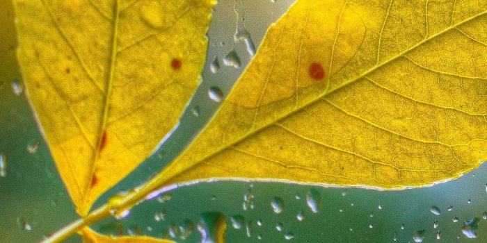 1125x2436 Yellow And Green Wallpapers posted by Michelle Cunningham