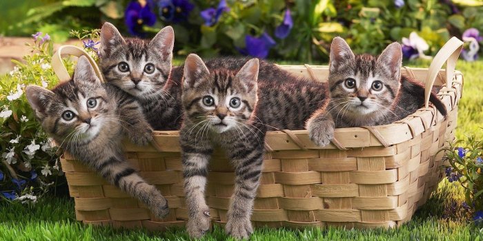 1600x1200 Cute Kittens Wallpaper 1920×1200 Kittens Wallpaper (61 Wallpapers