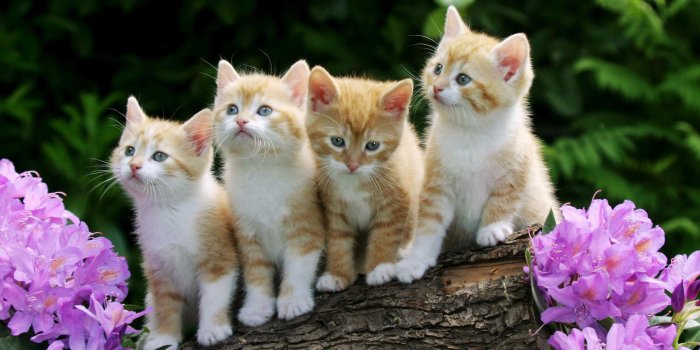 1920x1200 68+ Baby Kittens Wallpapers on WallpaperPlay