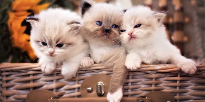 1920x1080 Kittens in a Basket HD Wallpaper | Background Image | 1920x1080