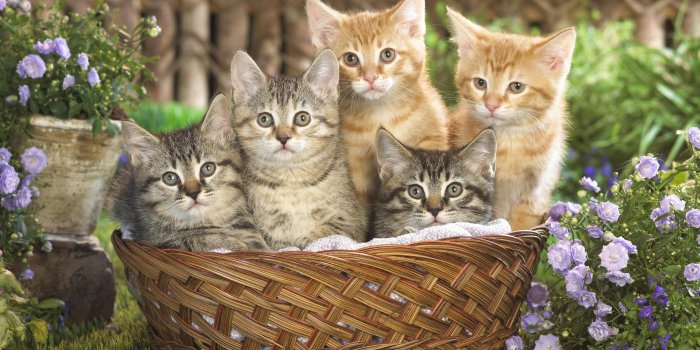 1999x1333 Basket Full Of Tabby Kittens wallpaper | animals | Wallpaper Better