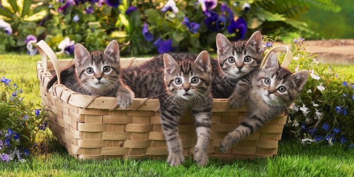 1600x1000 47+] Kitten Wallpapers Free Download on WallpaperSafari