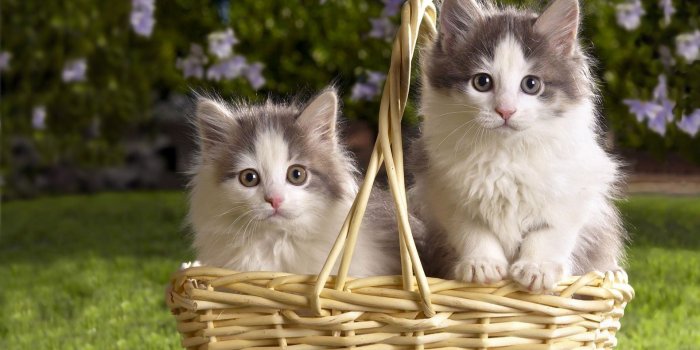 1920x1200 Download wallpaper 1920x1200 kittens, steam basket, flowers, grass
