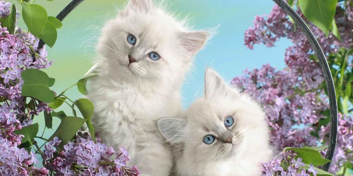 1600x1200 Puppies Kittens Two In A Basket Of Flowers Wallpaper with